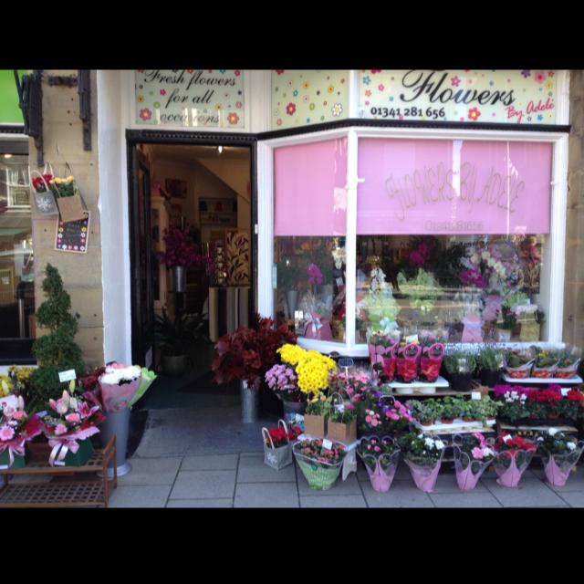 Barmouth Flowers